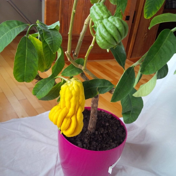 Цитрон рукка будды