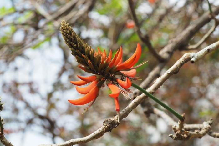 Erythrina abyssinica