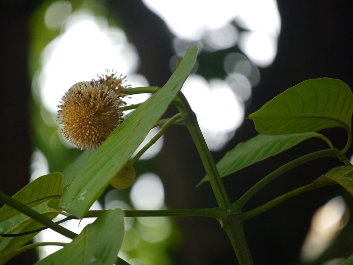 Neolamarckia cadamba