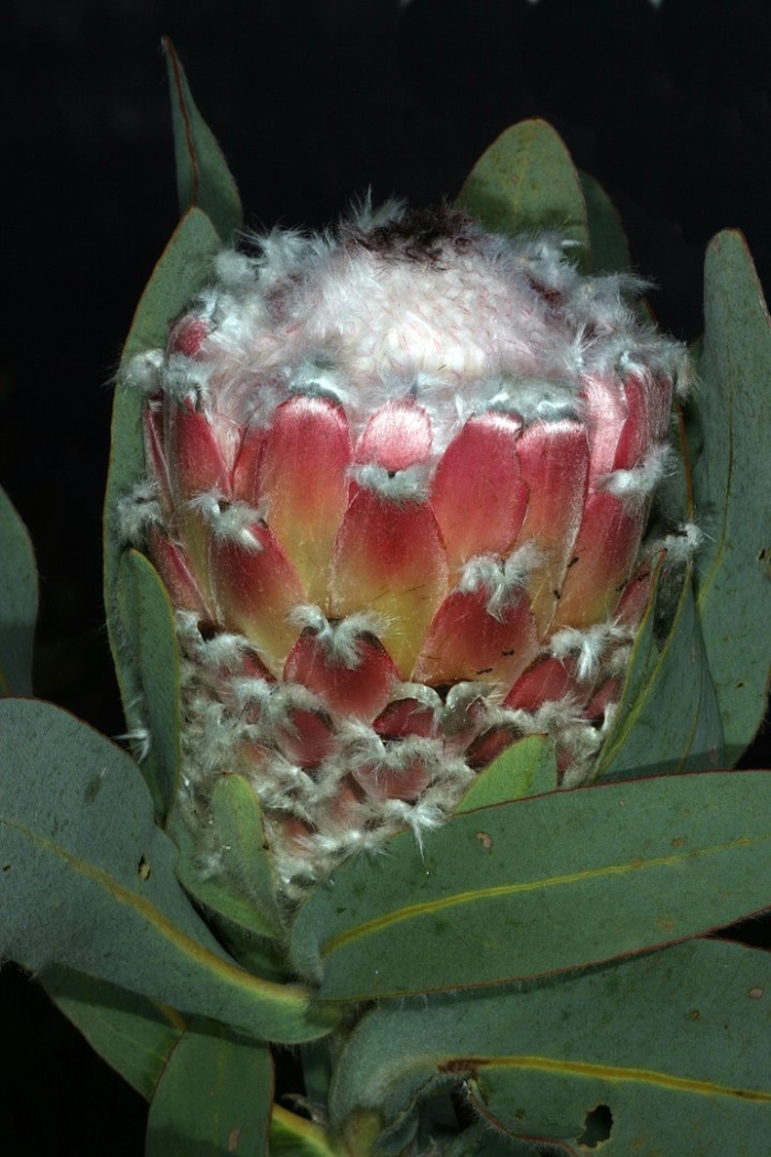 Protea magnifica