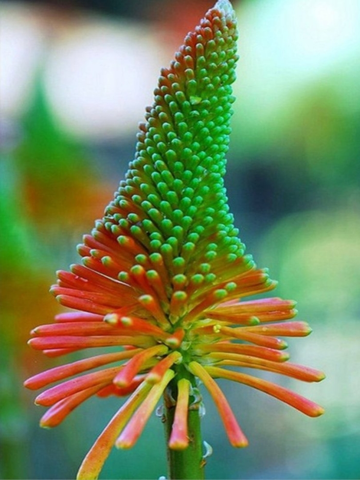 Экзотические цветы