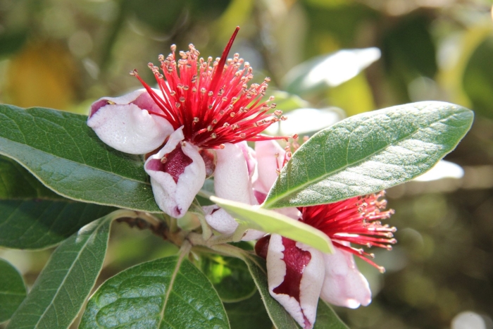 Цветок фейхоа