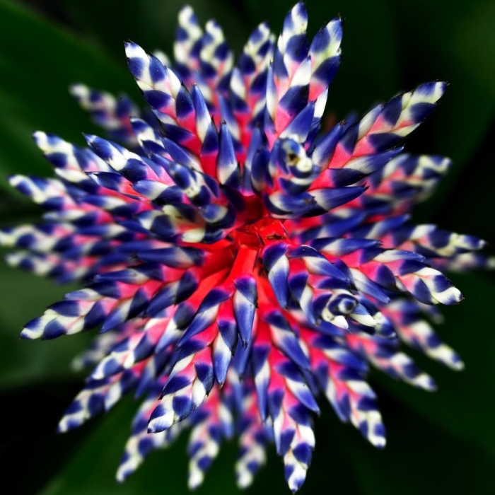 Эхмея вайльбаха