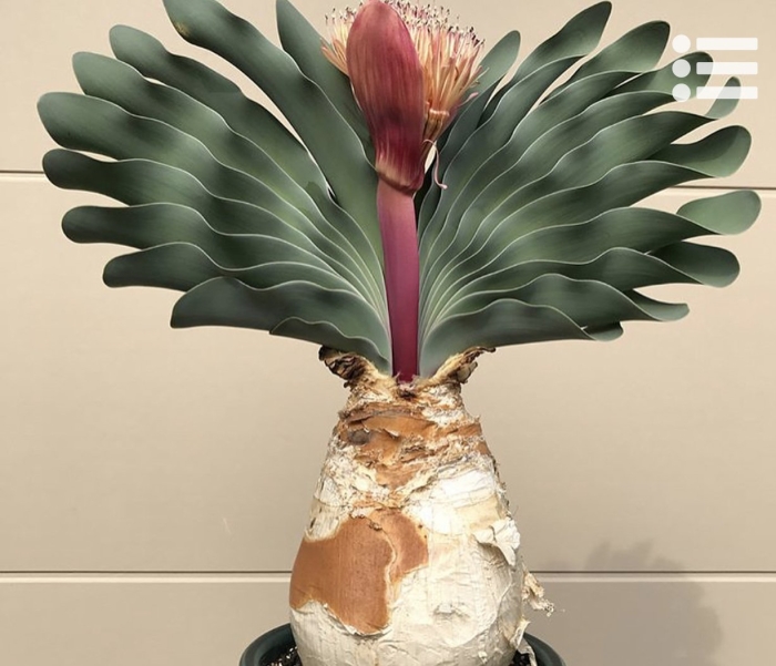 Boophane haemanthoides