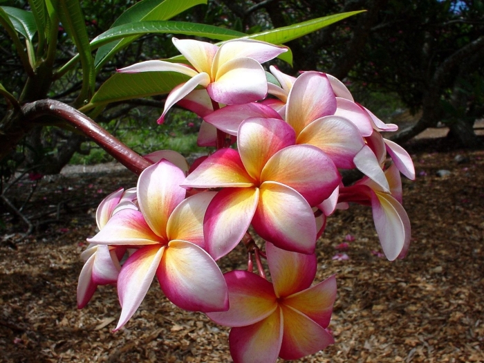 Плюмерия гавайи