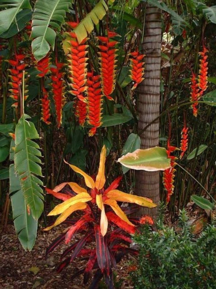 Heliconia rostrata