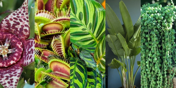 Растение венерина мухоловка