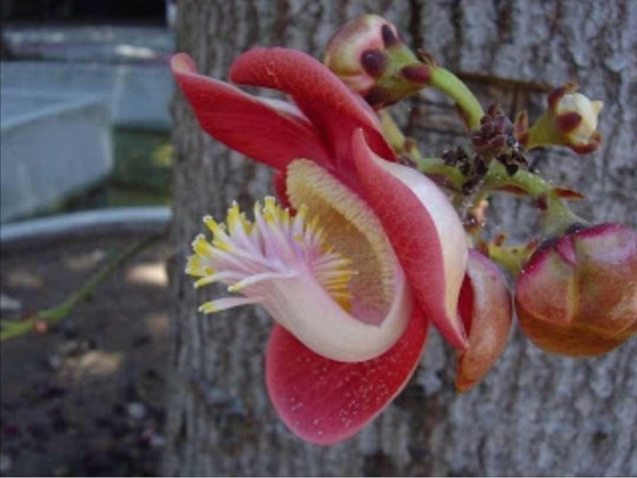 Couroupita guianensis
