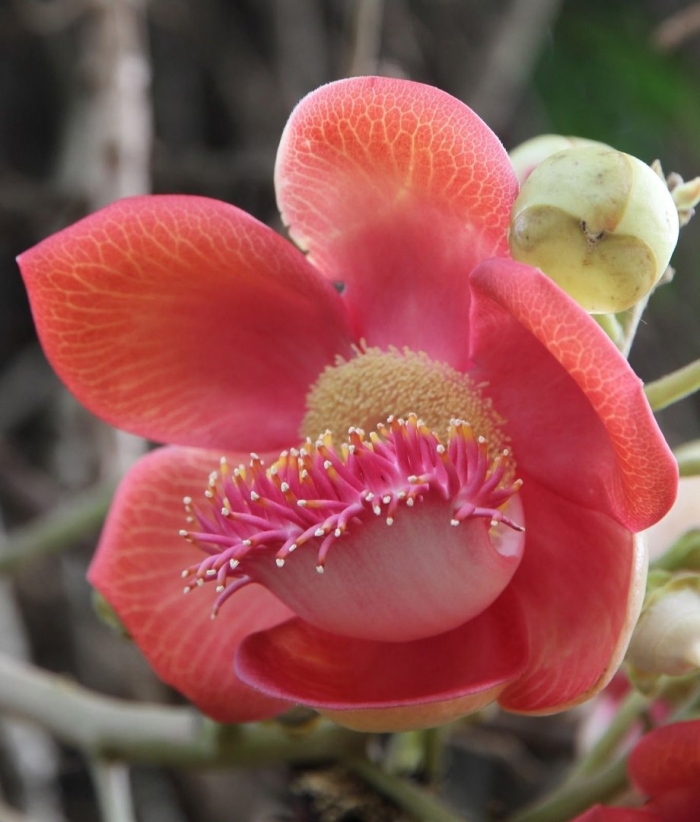 Цветок экзотический