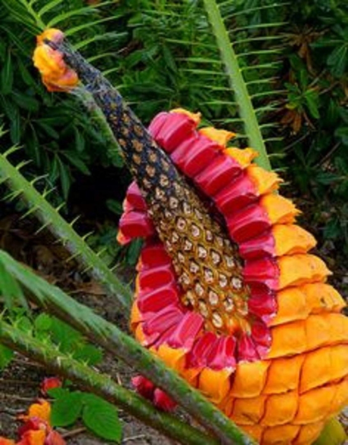 Пухала гавайский фрукт