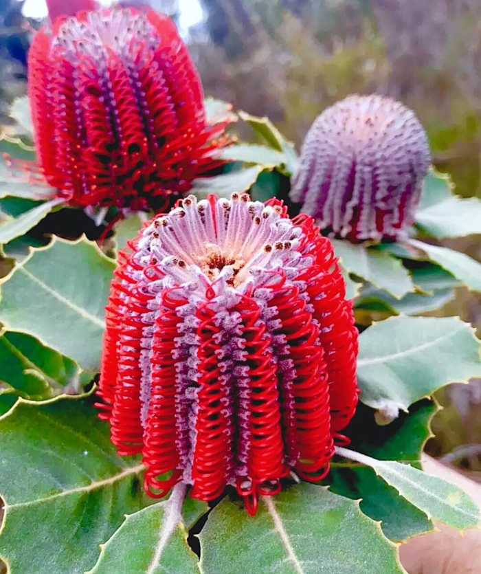 Банксия coccinea