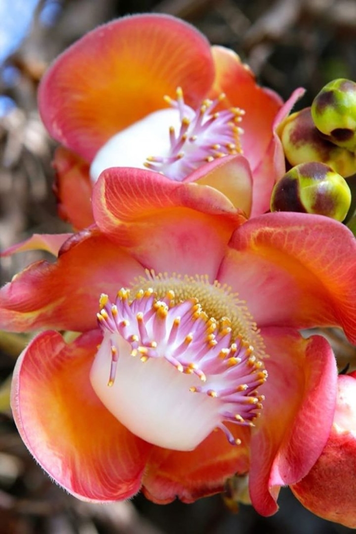 Курупита гвианская пушечное