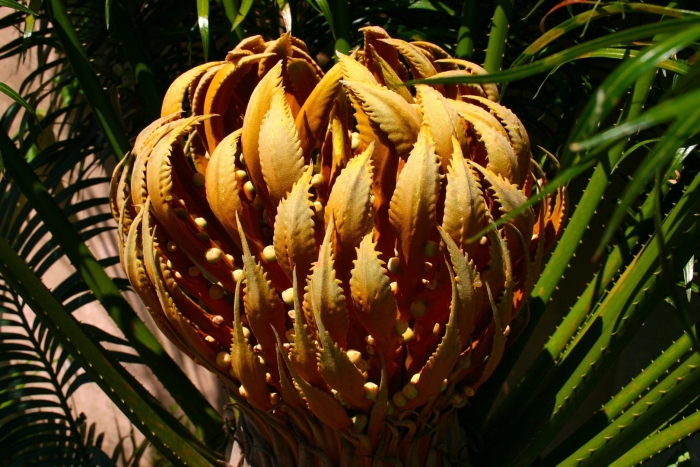 Экзотические растения