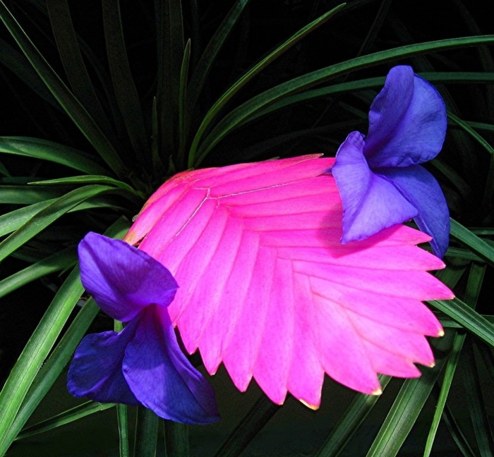 Тилландсия cyanea