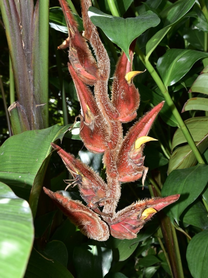 Heliconia vellerigera