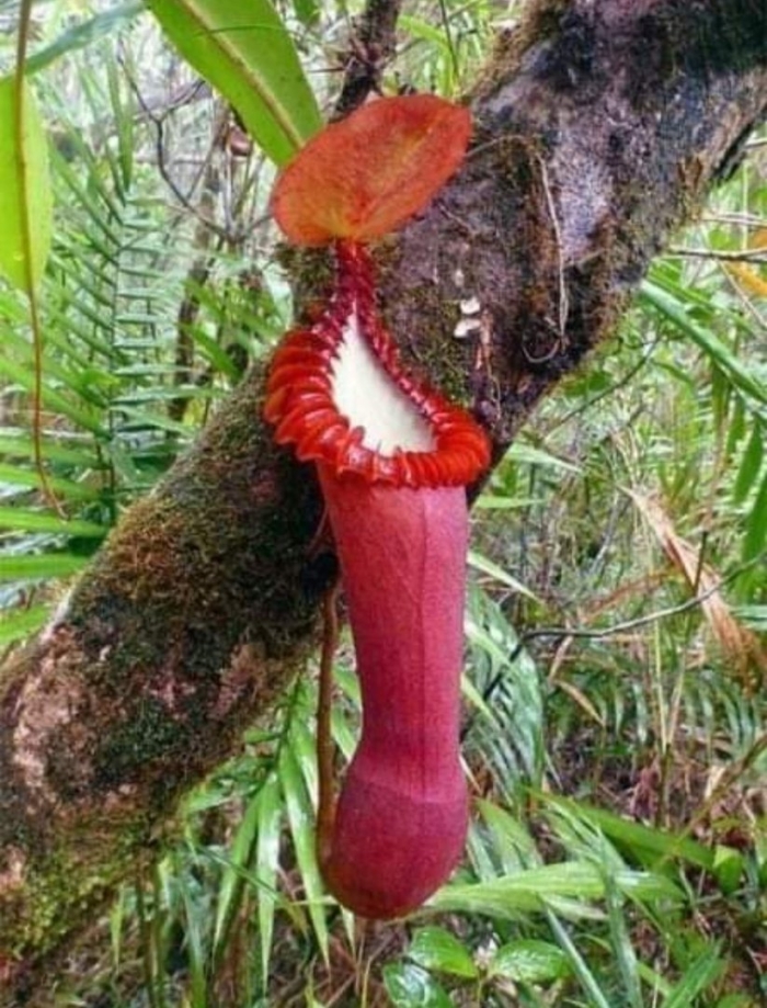 Nepenthes edwardsiana