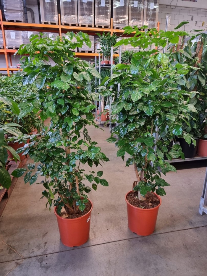 Радермахера уход в домашних условиях