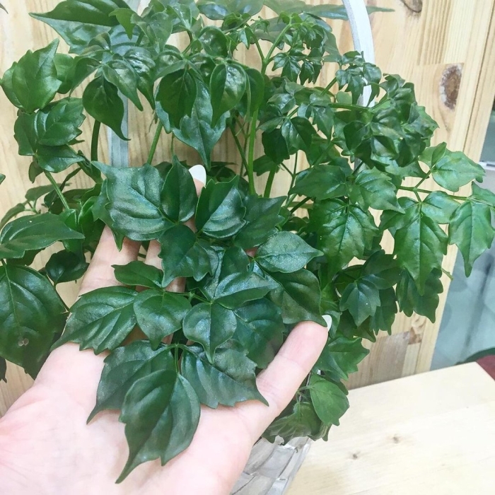 Радермахера китайская