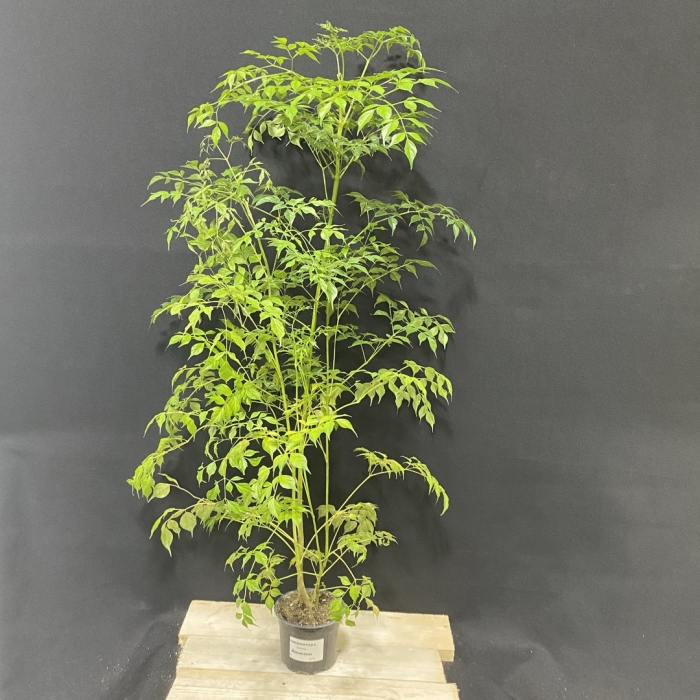 Полисциас кустарниковый (фрутикоза)