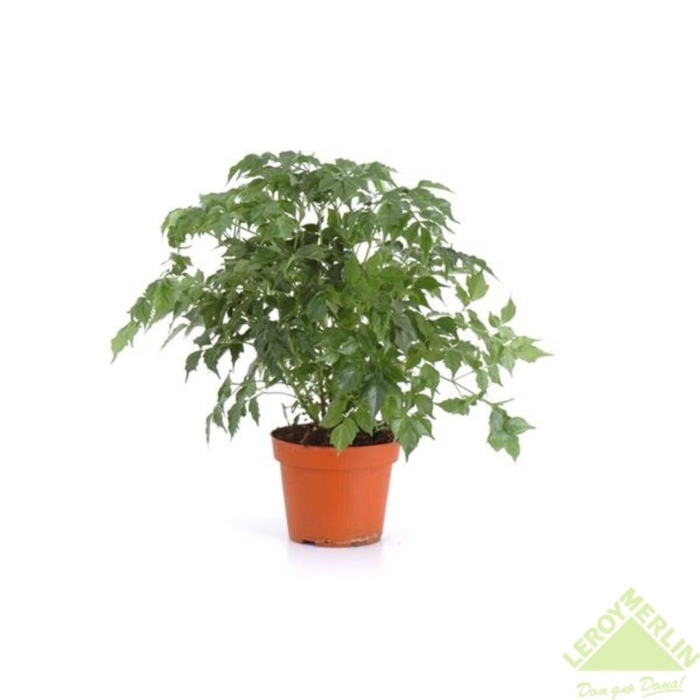 Радермахера цветок