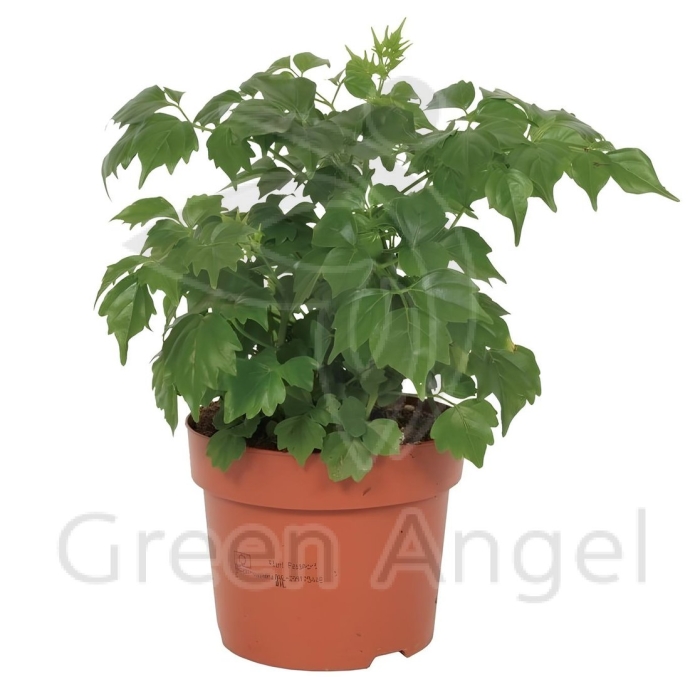 Радермахера китайская