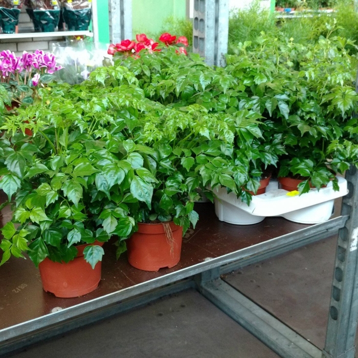 Радермахера китайская