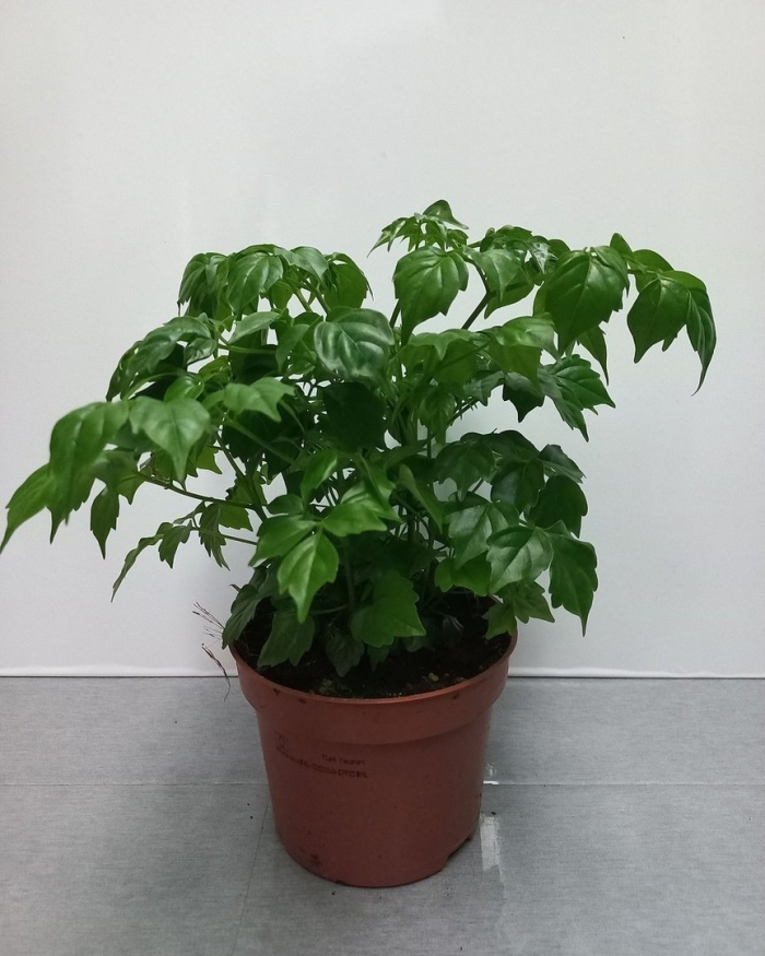 Радермахера sinica