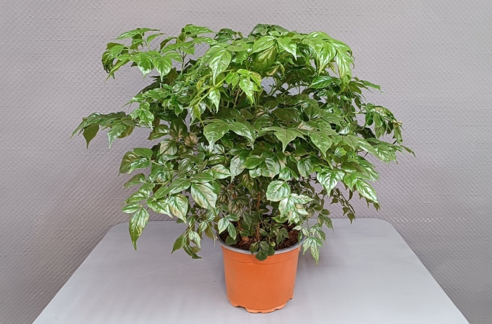 Радермахера sinica