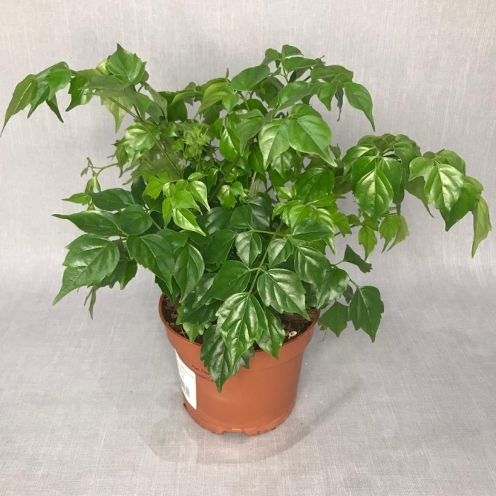 Радермахера sinica