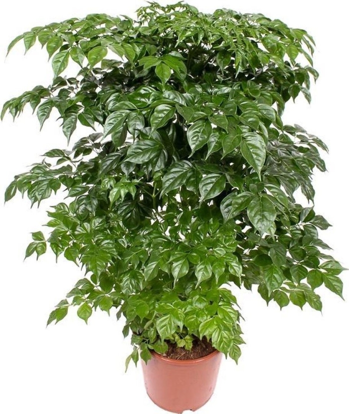 Цветок радермахера