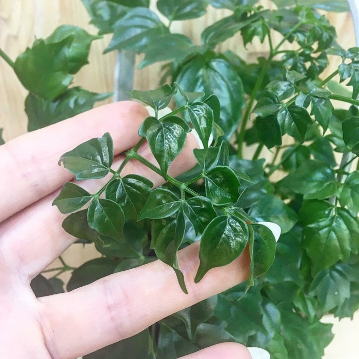 Радермахера sinica