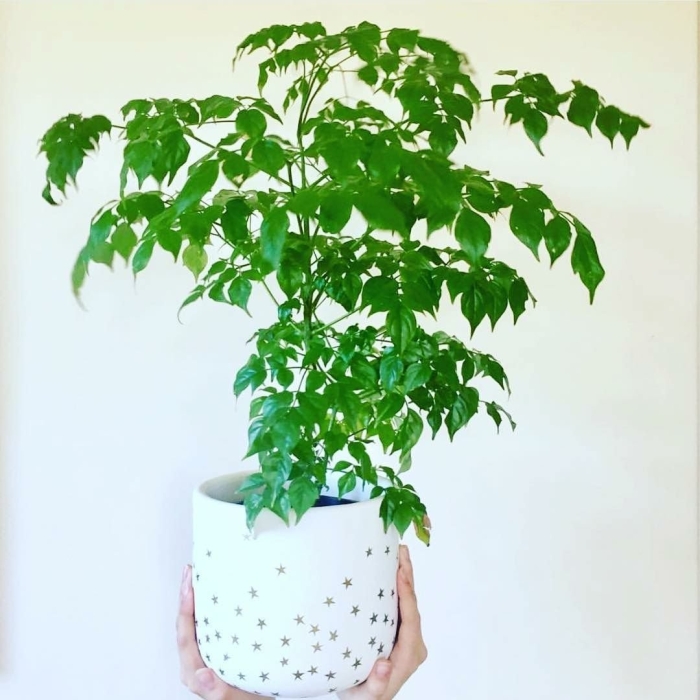 Радермахера китайская