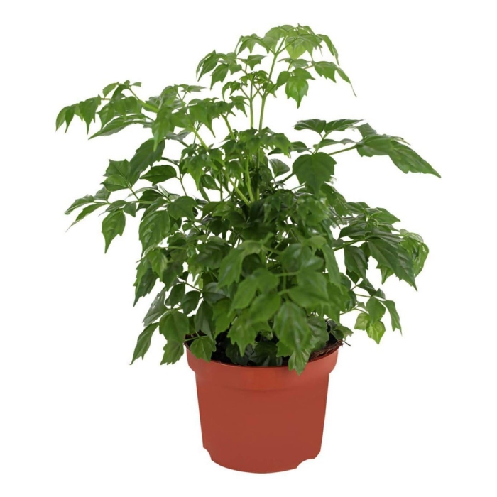 Радермахера китайская