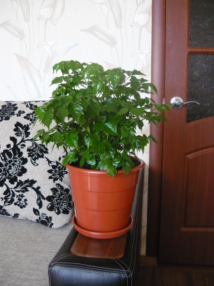 Радермахера sinica