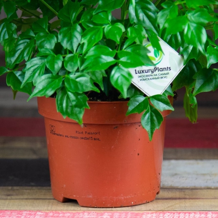 Радермахера 12