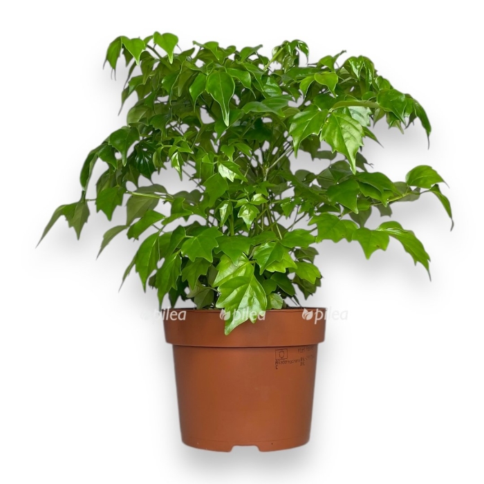 Радермахера китайская