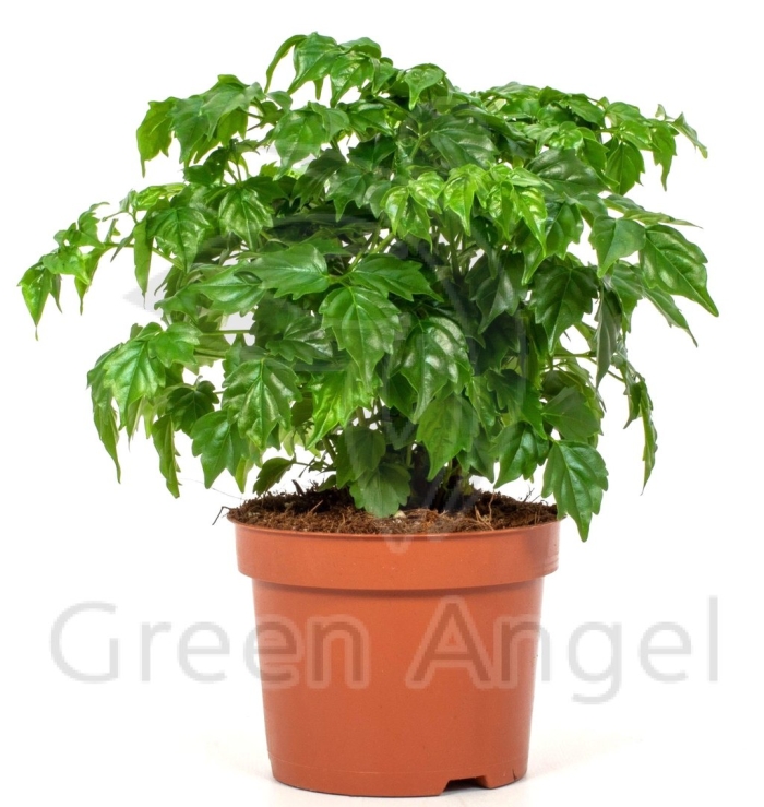 Радермахера sinica