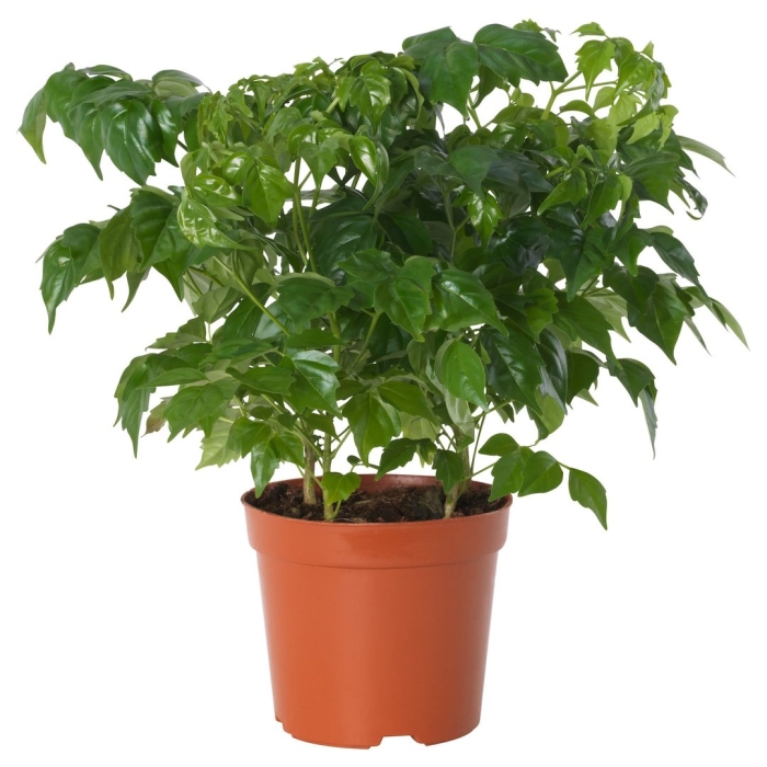 Радермахера sinica