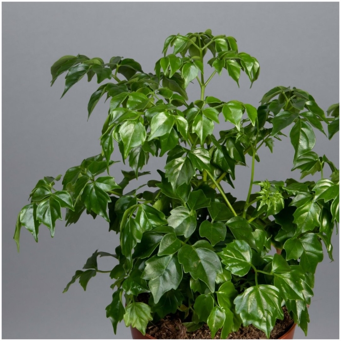 Радермахера sinica