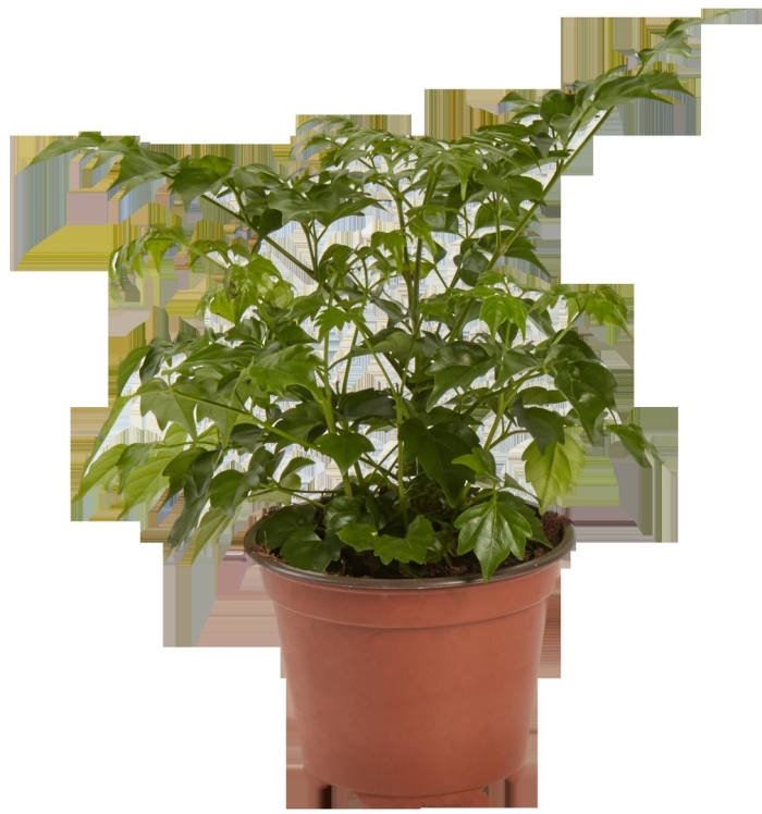 Радермахера леруа мерлен