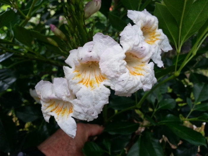 Радермахера китайская цветёт