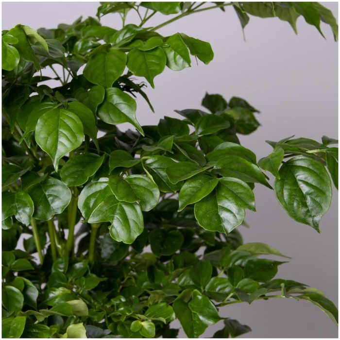 Фикус радермахера