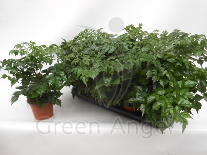 Радермахера китайская