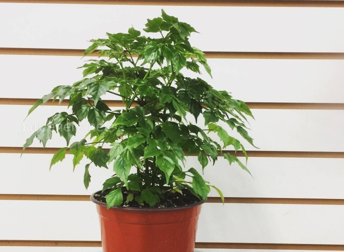 Радермахера sinica