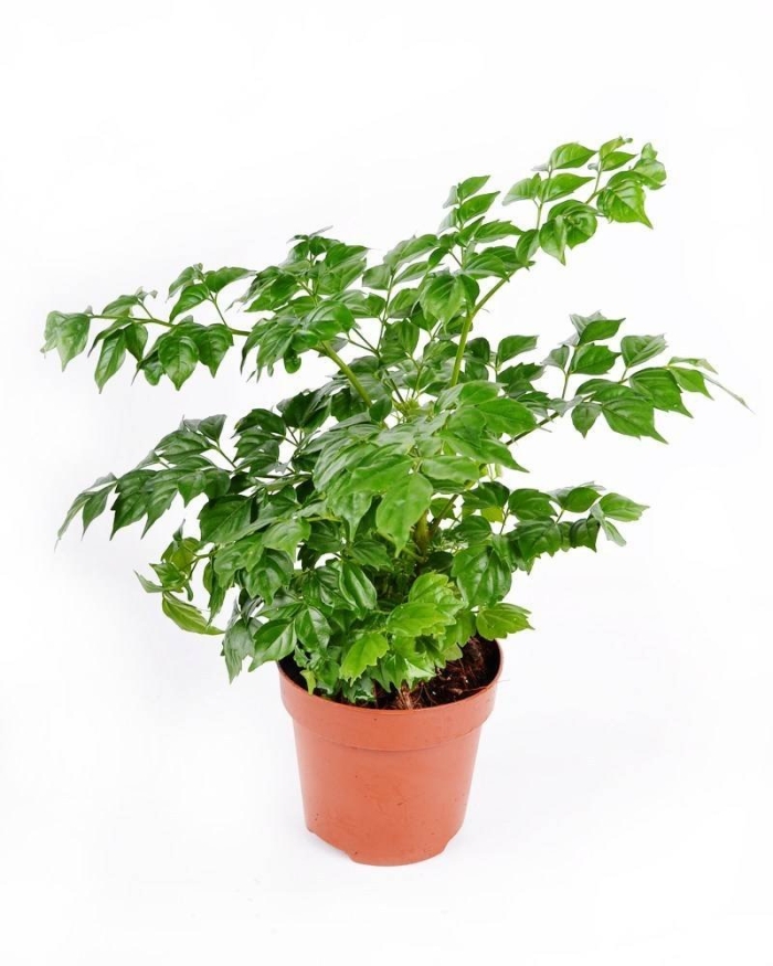 Радермахера sinica