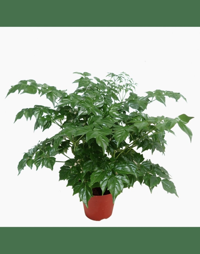 Радермахера sinica