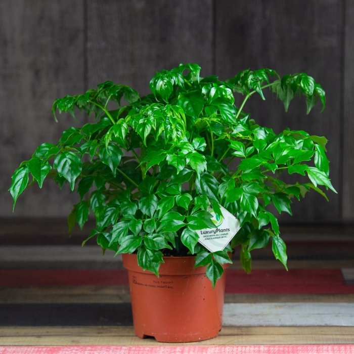 Радермахера sinica