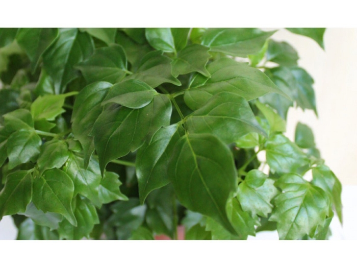 Радермахера китайская