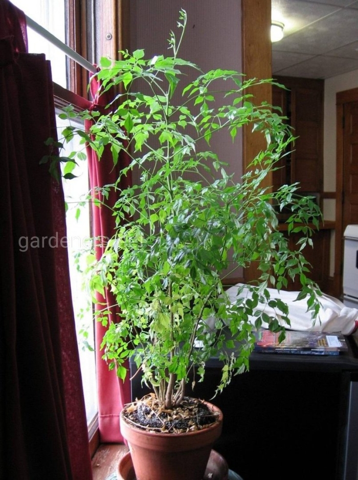 Радермахера цветок комнатный