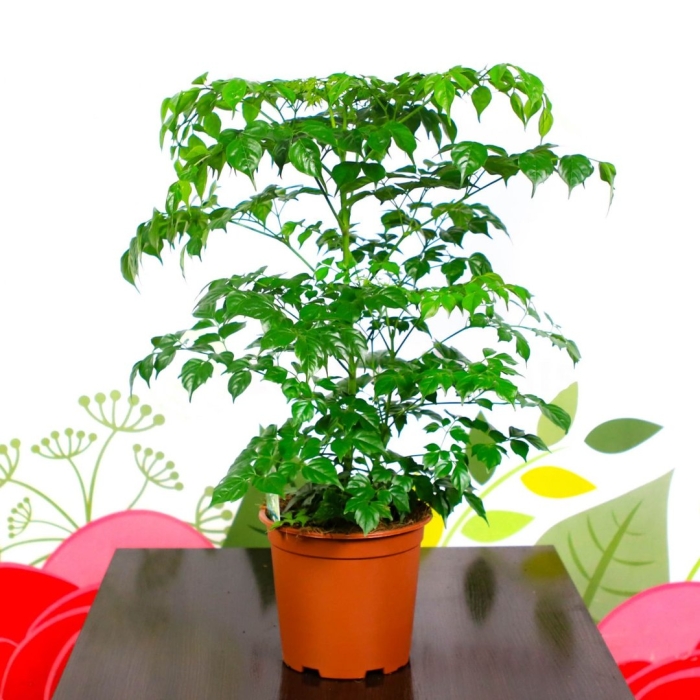 Радермахера китайская